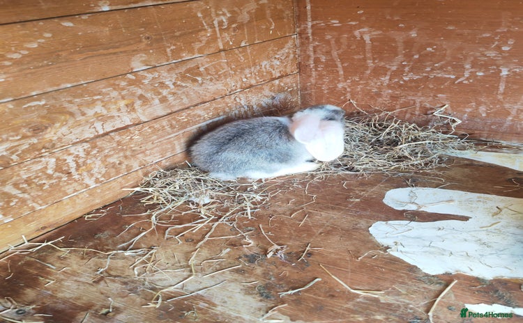 English Lop rabbits - Advert 3