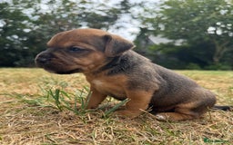 Jack Russell dogs for sale: Jack Russel terrier puppies for sale - Image 3