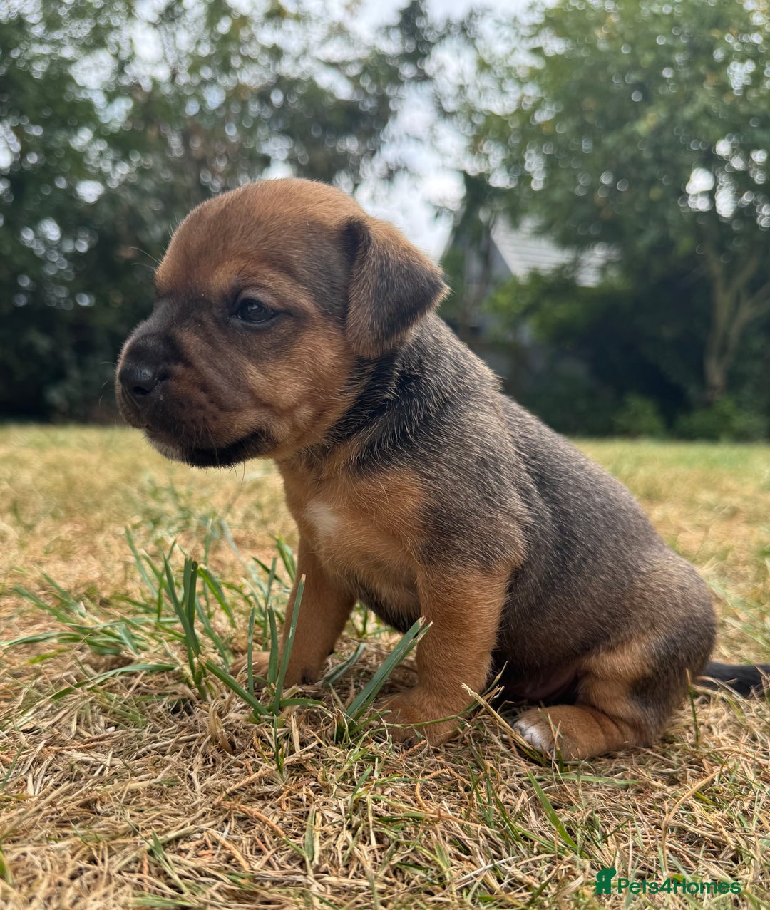 Jack Russell dogs for sale: Jack Russel terrier puppies for sale - Image 3