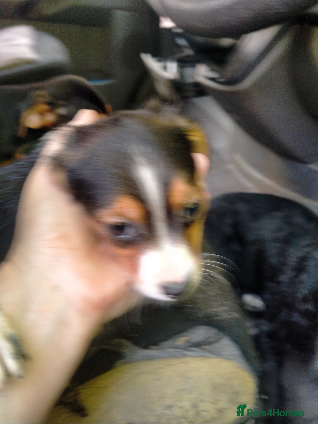 Mixed Breed dogs for sale: Cocker jack - Image 4