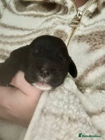 Cocker Spaniel dogs Working cocker spaniel *KC REG* - Advert 2