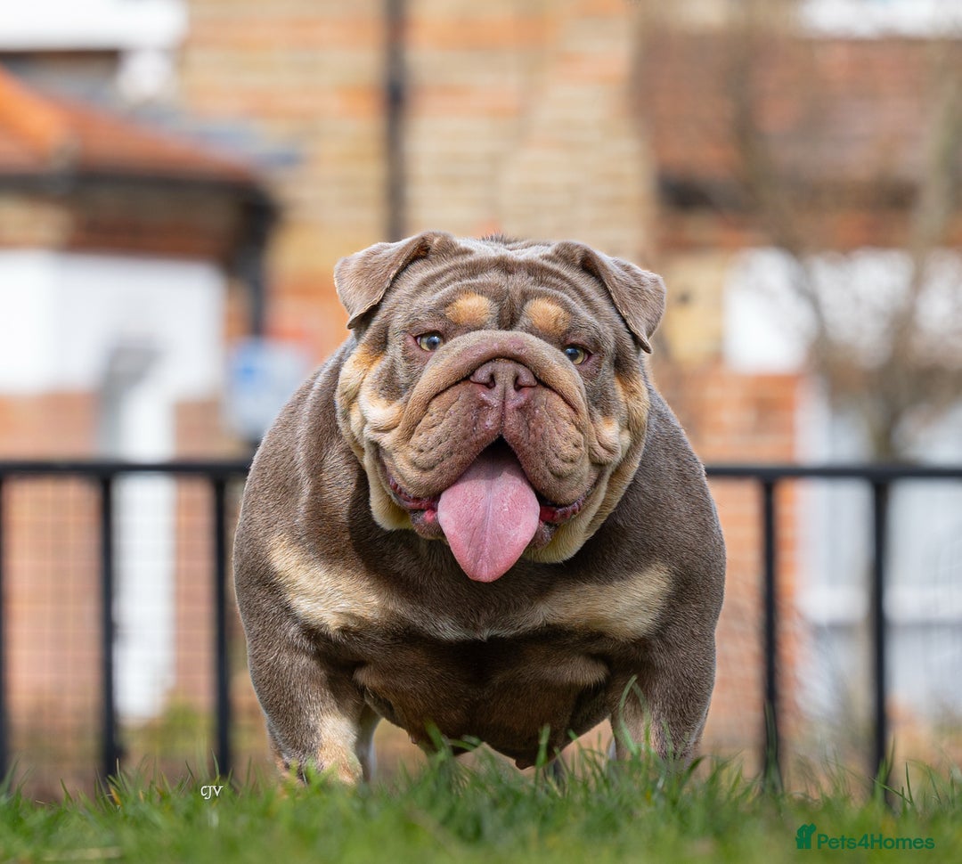 English Bulldog dogs for sale: Top quality English bulldog KC REG - Image 7