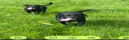 Labrador Retriever dogs for sale: Yellow and black lab puppies - Advert 4