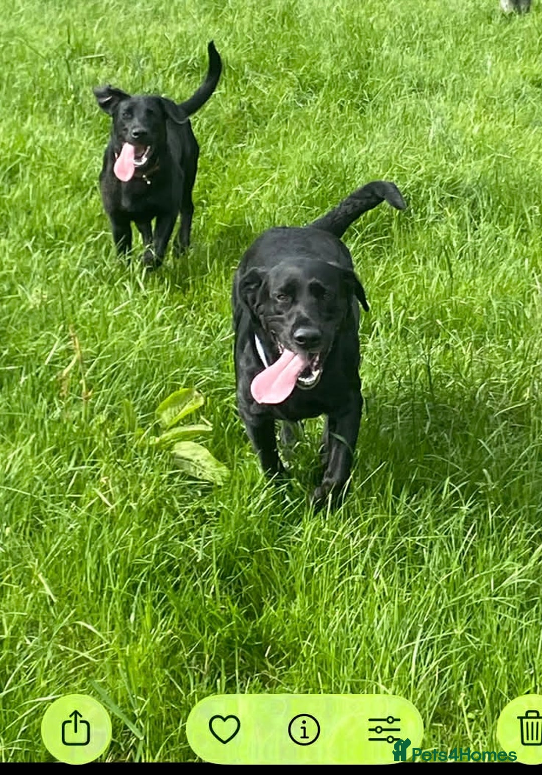 Labrador Retriever dogs for sale: Yellow and black lab puppies - Advert 4