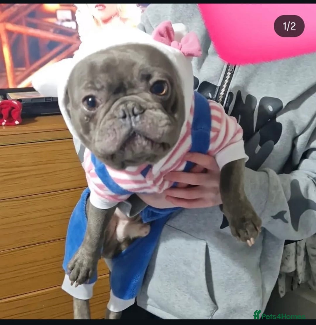 French Bulldog dogs for sale: Rehome - Advert 8