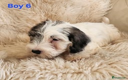 Sealyham Terrier dogs for sale: Sealyham terrier puppy’s  - Image 12