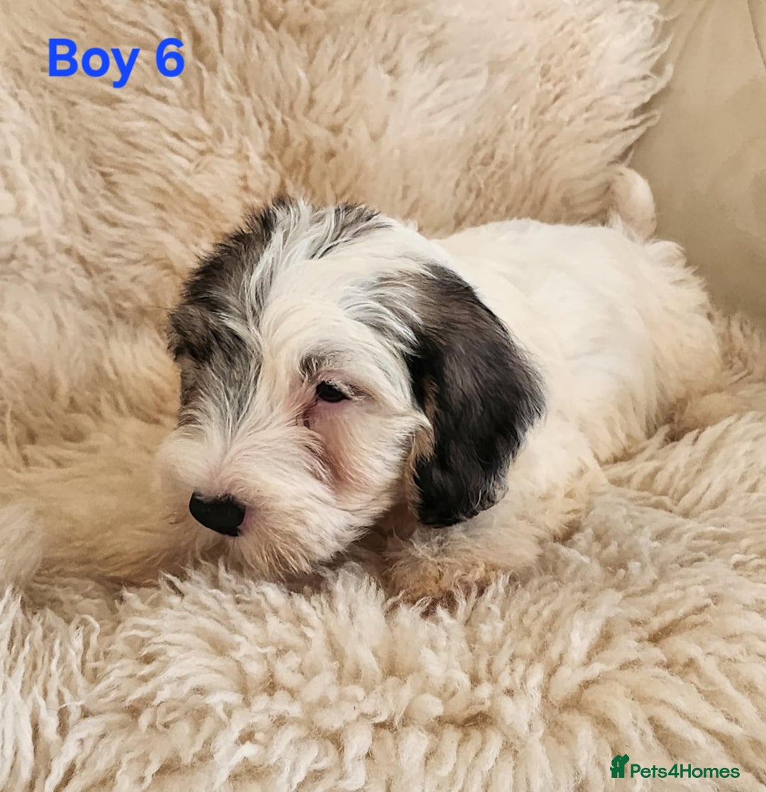 Sealyham Terrier dogs for sale: Sealyham terrier puppy’s  - Image 12