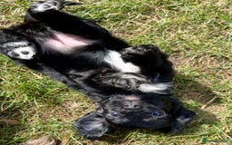 Cavapoo dogs for sale: Stunning Cavapoo babies  - Image 19