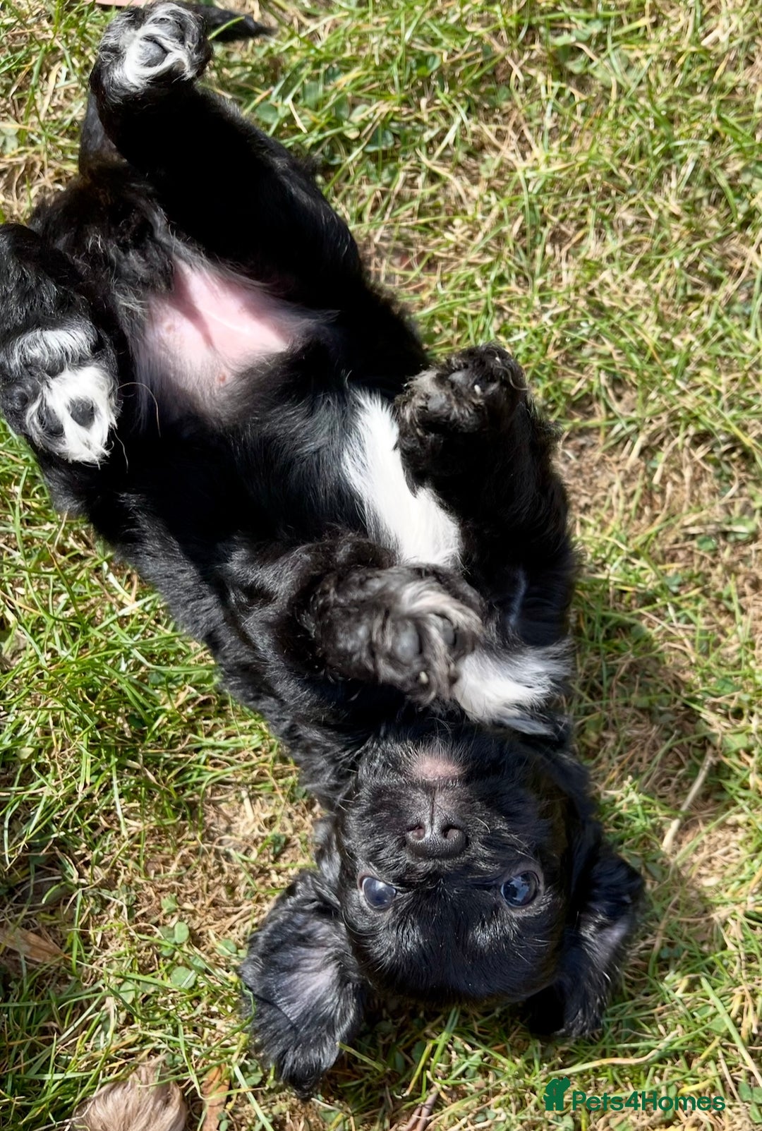 Cavapoo dogs for sale: Stunning Cavapoo babies  - Image 19