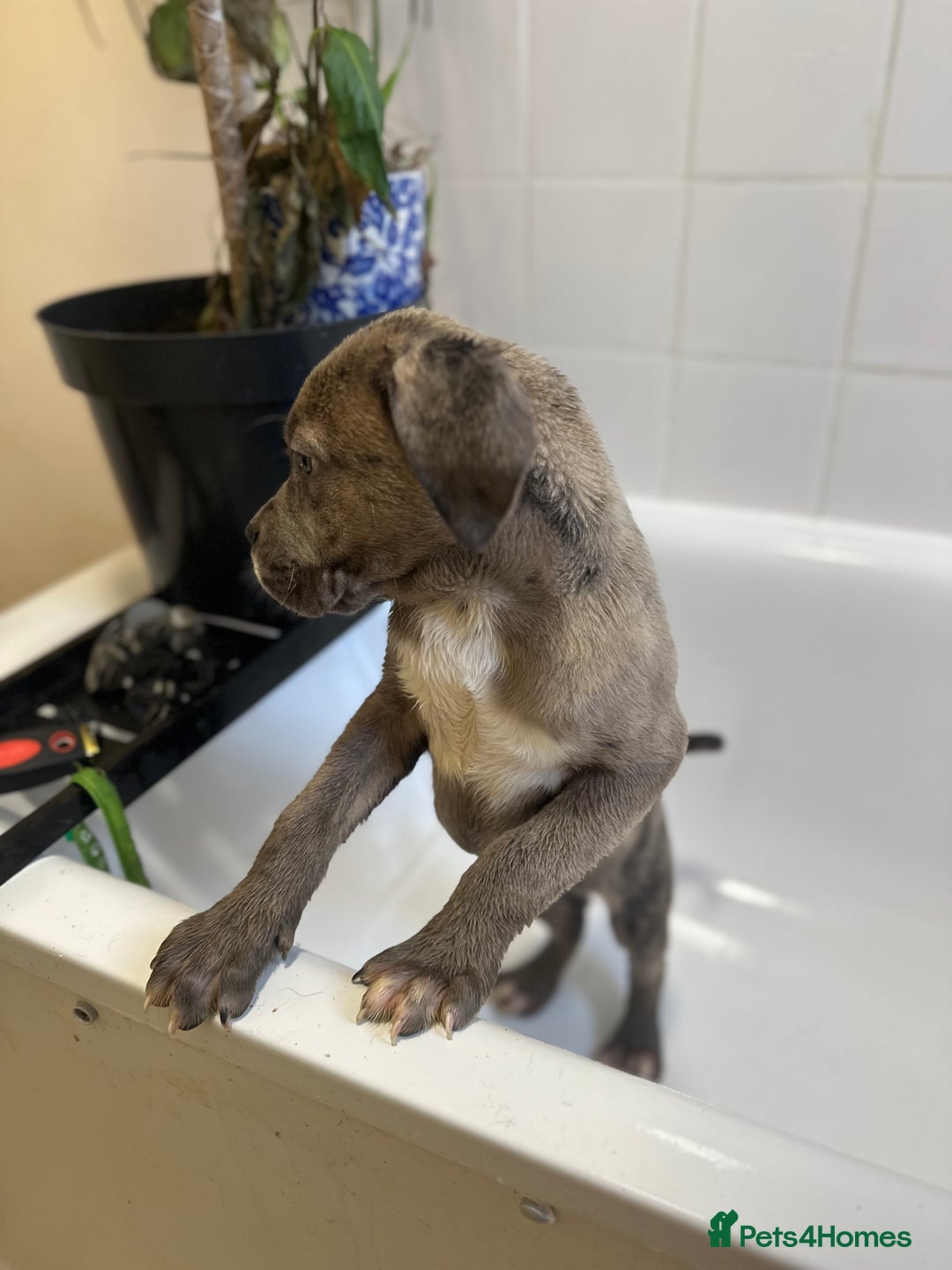 Cane Corso dogs for sale: Cane corso puppies  - Advert 4