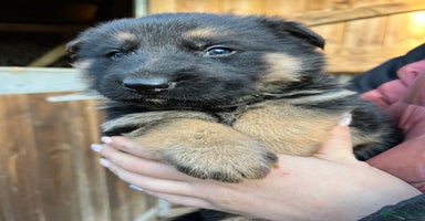 German Shepherd dogs Beautiful chunky German shepherd puppies  - Advert 2