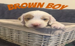 Mixed Breed dogs for sale: 👑 Superb Rare Health Tested Cockadoodledoo Pups - Image 16