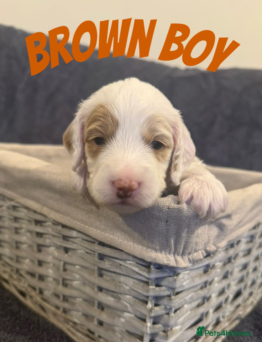 Mixed Breed dogs for sale: 👑 Superb Rare Health Tested Cockadoodledoo Pups - Image 16