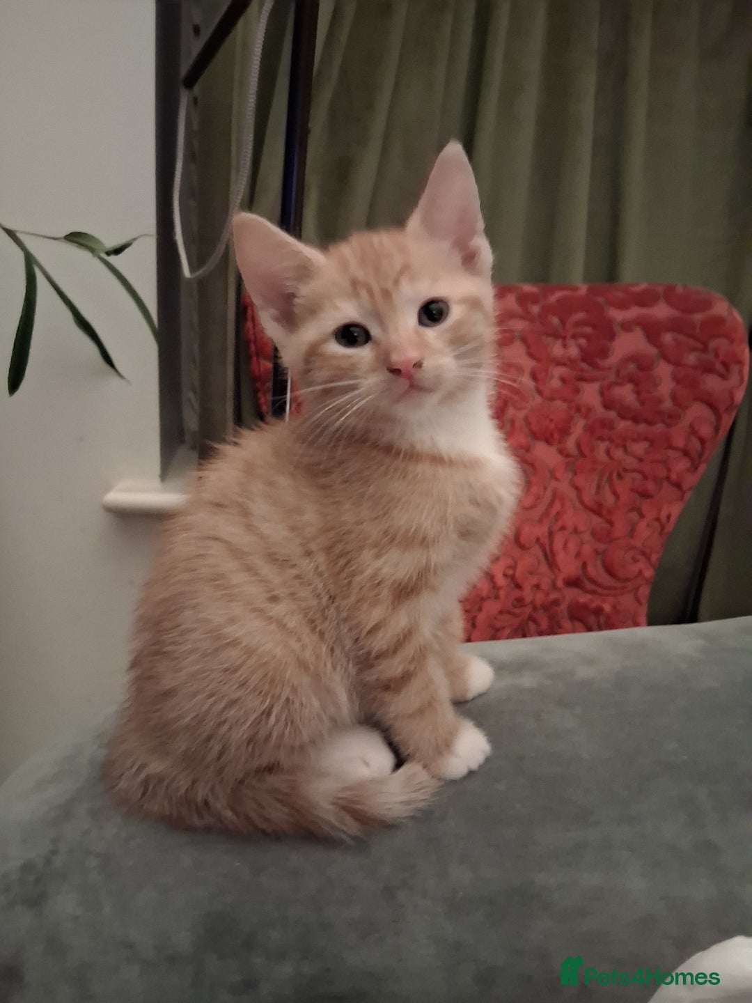 Domestic Shorthair cats for sale: 6 gorgeous mixed breed kittens - Advert 20