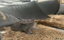 Scottish Fold cats for sale: Beautiful Scottish fold🧸🌹 - Image 7