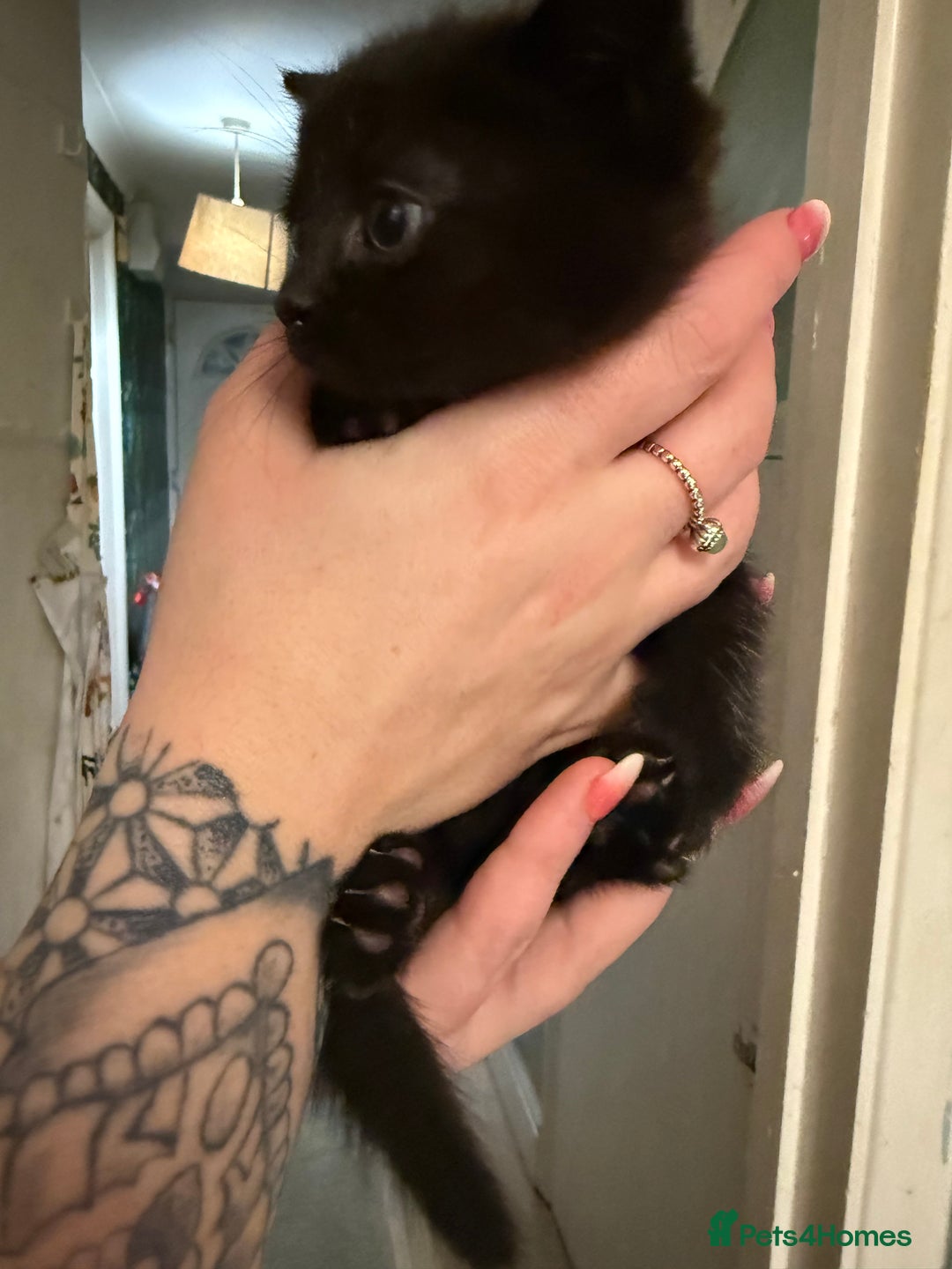 Brazilian Shorthair cats for sale: 4 black kittens - Advert 6