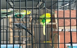 Budgerigars birds for sale: 4 Beautiful Budgies 2 Males 2 Females - Image 4