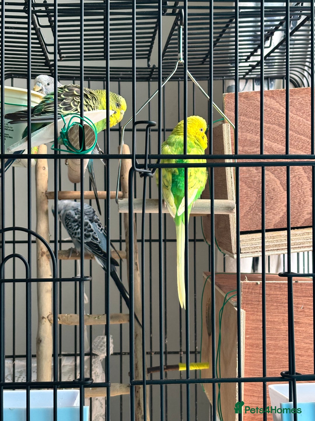 Budgerigars birds for sale: 4 Beautiful Budgies 2 Males 2 Females - Image 4