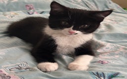 Ragdoll cats for sale: (REDUCED) Adorable Ragdoll Mix Tuxedo Kittens - Image 2