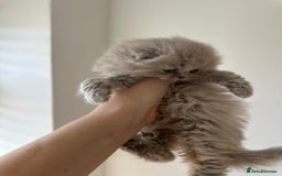 Scottish Fold cats for sale: 🦉 TOP QUALITY TICA REG SCOTTISH FOLD🦉 - Image 7
