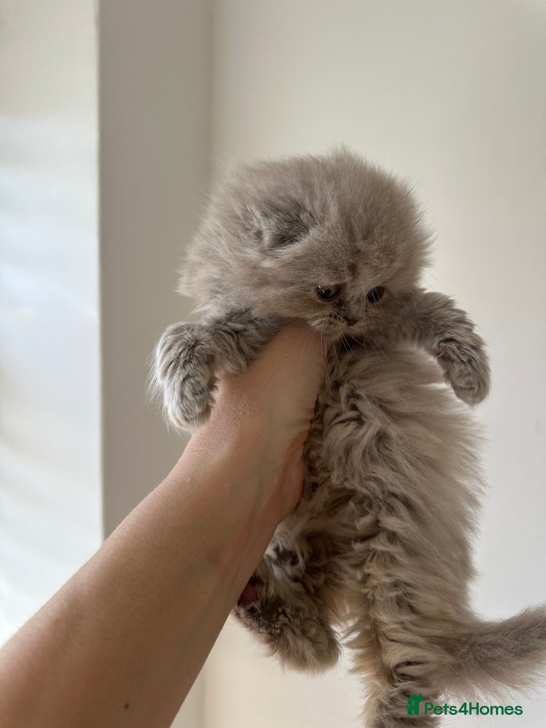 Scottish Fold cats for sale: 🦉 TOP QUALITY TICA REG SCOTTISH FOLD🦉 - Image 7