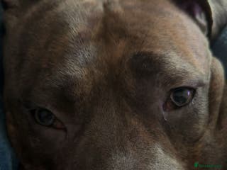 American Bulldog dogs This is Bonnie - Advert 11