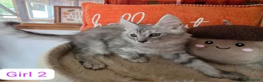 Maine Coon girl 2
