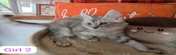 Maine Coon cats for sale: BEAUTIFUL MAINE COON KITTENS, POLY AND NON POLY  - Advert 18