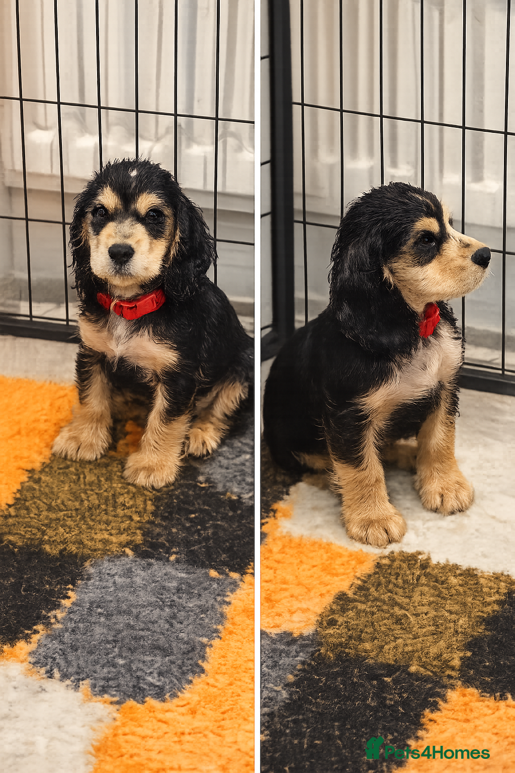 Cocker Spaniel dogs Only 3 boys left  - Advert 1