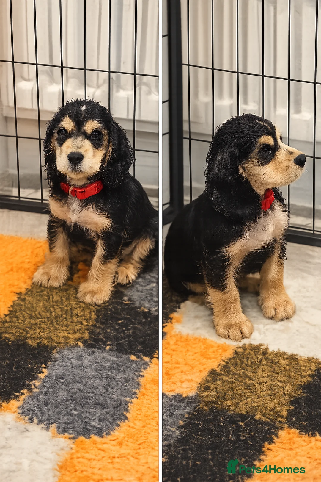 Cocker Spaniel dogs for sale: Only 3 boys left  - Advert 1