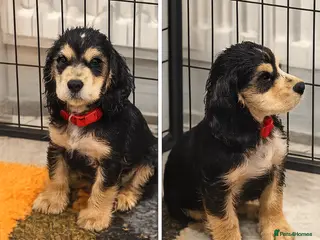 Cocker Spaniel dogs Only 3 boys left - Advert 1
