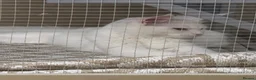 Maine Coon cats for sale: White female Mainecoon active available  - Advert 7