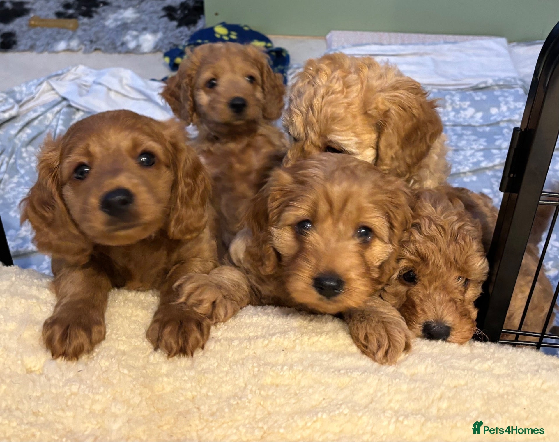 Cavapoo dogs Beautiful Red Cavapoo Puppies  - Advert 14