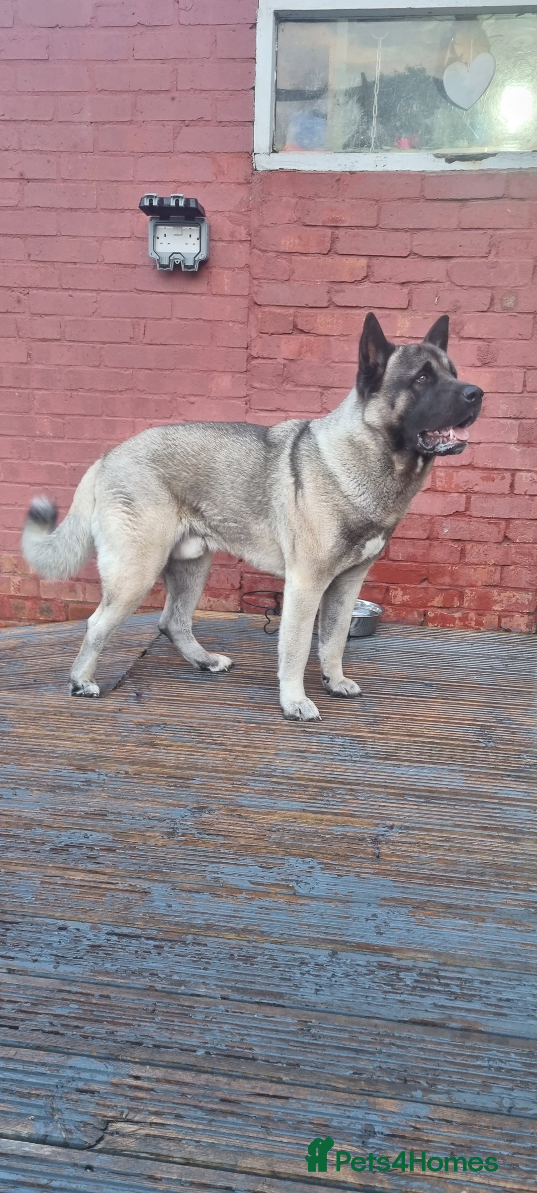 Akita dogs for stud: American Akita 2 years old . Stud  - Image 5