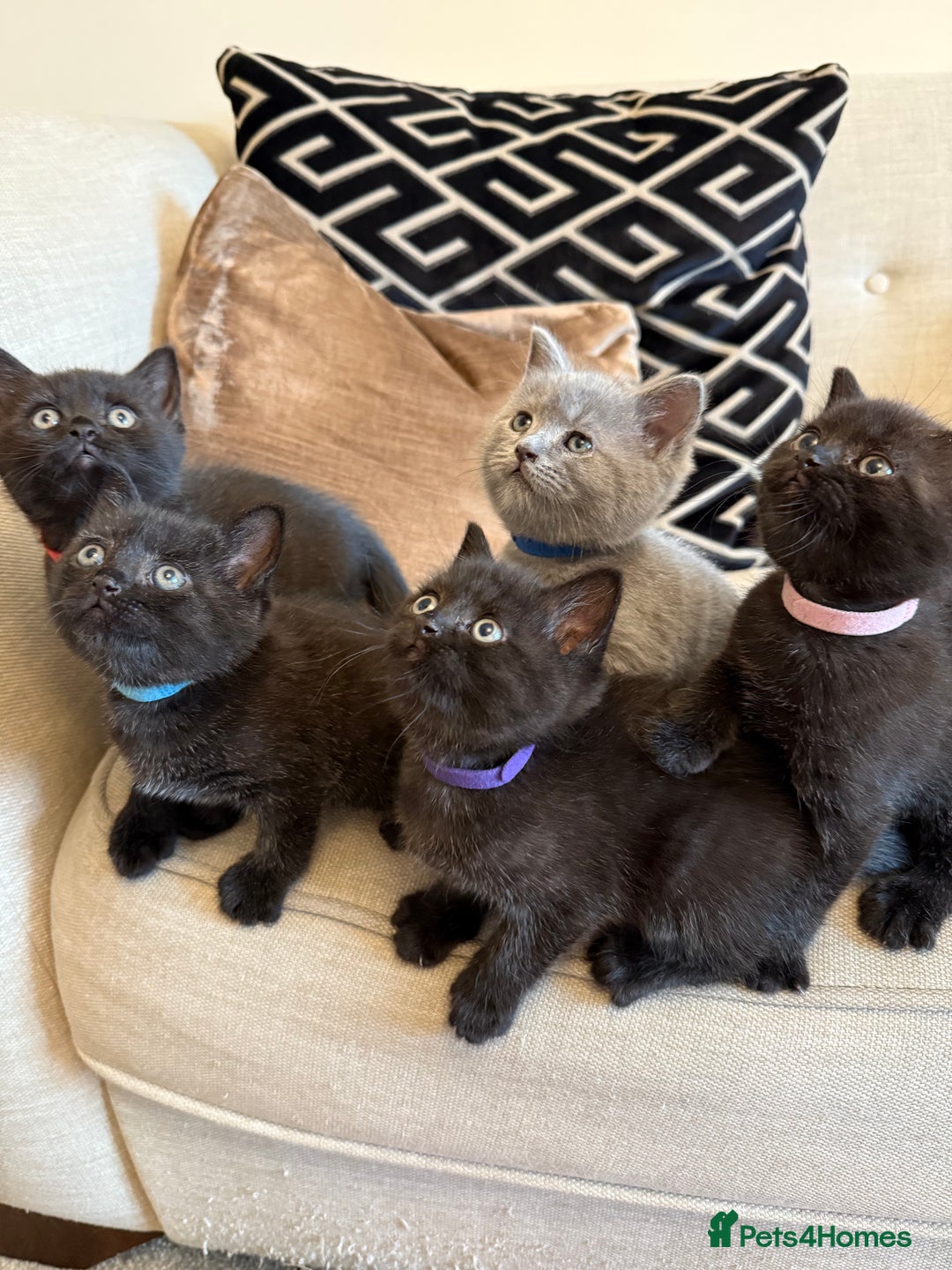 British Shorthair cats for sale: Rare black smoke British short hair kittens - Image 1