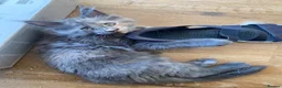 Maine Coon cats for sale: Beautiful Main Coon Kittens Ready - Advert 11