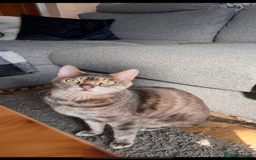 Bengal cats for sale: 6 year old bengal neutered male looking for home  - Image 5