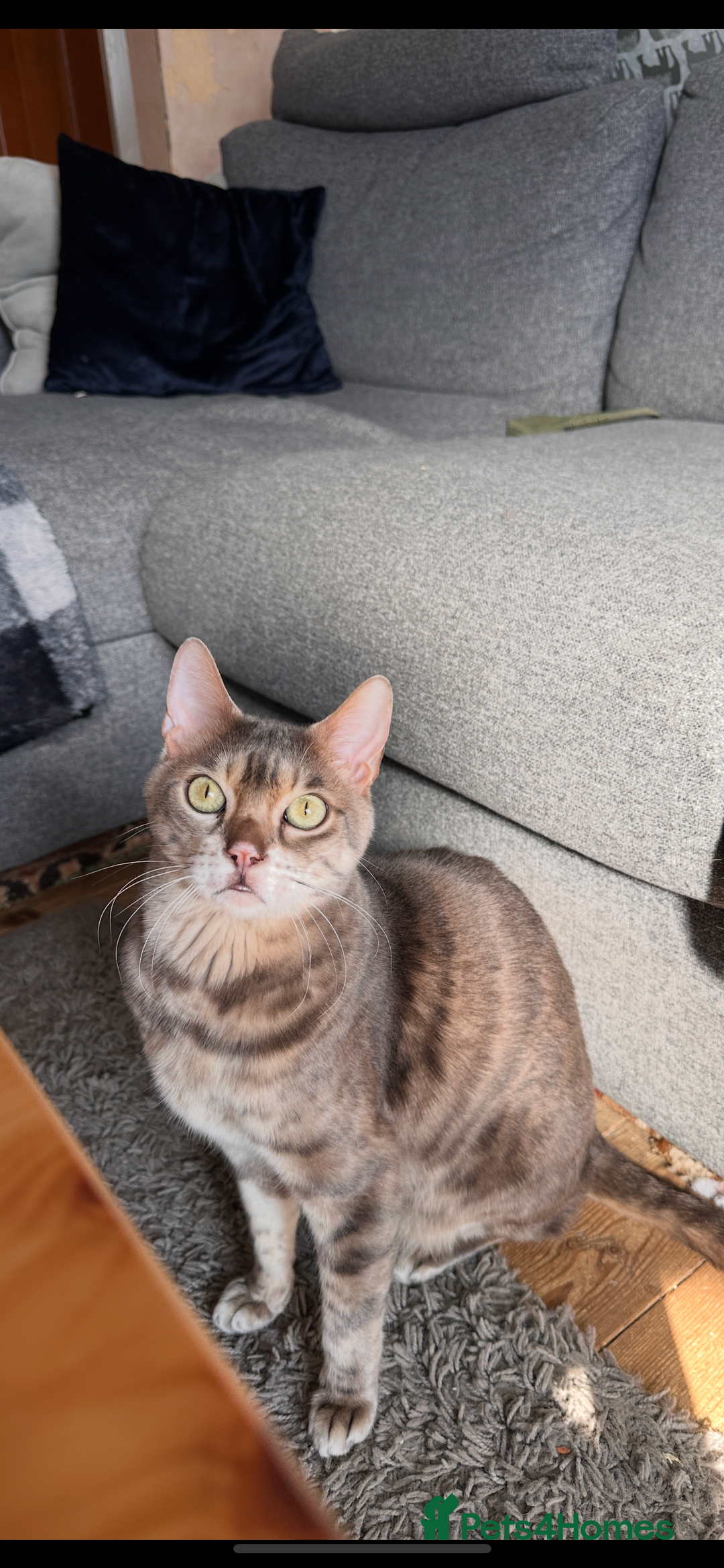 Bengal cats for sale: 6 year old bengal neutered male looking for home  - Image 5