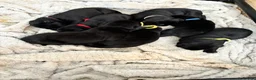 Labrador Retriever dogs for sale: Beautiful KC Black Labrador Puppies  - Advert 11