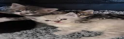 Mixed Breed cats for sale: 5 beautiful kittens  - Advert 9