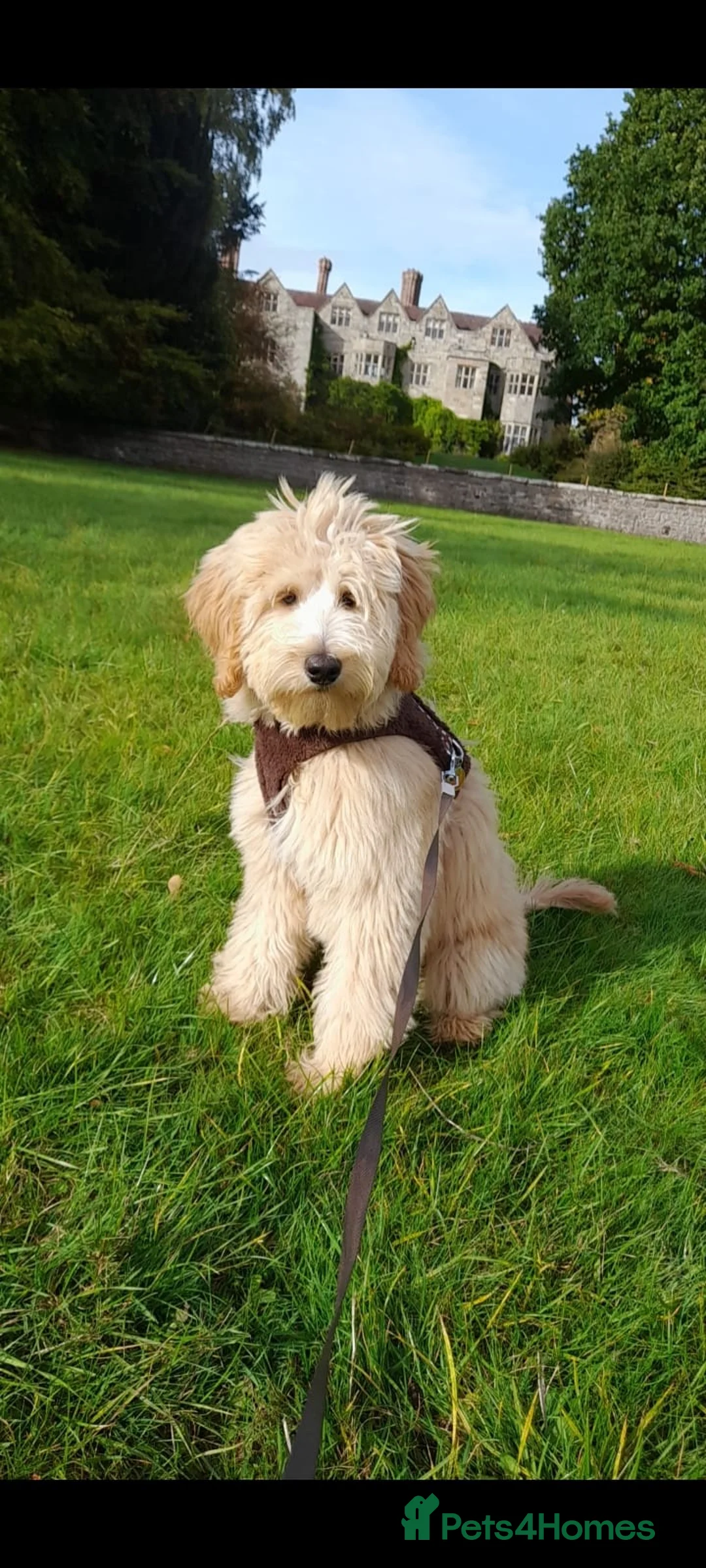 Goldendoodle dogs for sale: Red and White Miniature Doodles Licensed  - Advert 40
