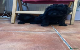 Mixed Breed dogs for sale: Hungarian puli cross miniature poodle puppies - Image 5