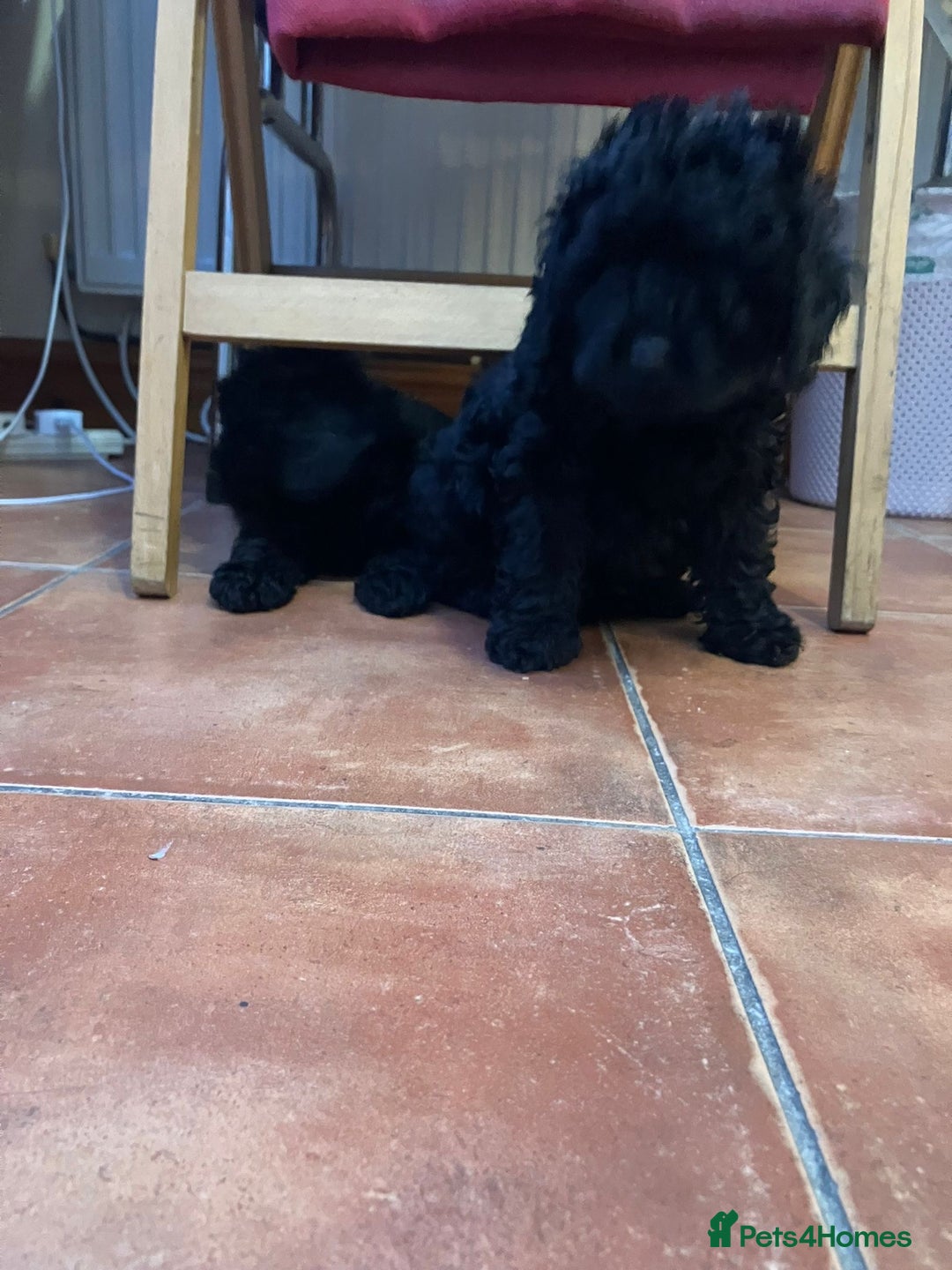 Mixed Breed dogs for sale: Hungarian puli cross miniature poodle puppies - Image 5