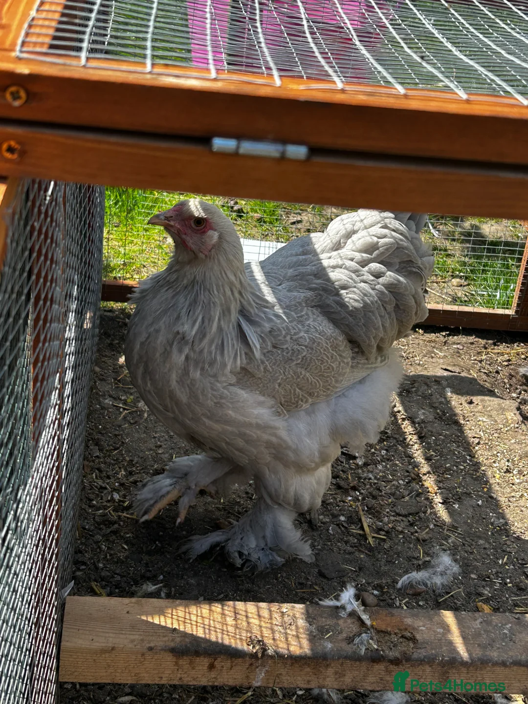 Chickens poultry for sale: Rare Isabella Brahma for sale  - Advert 2