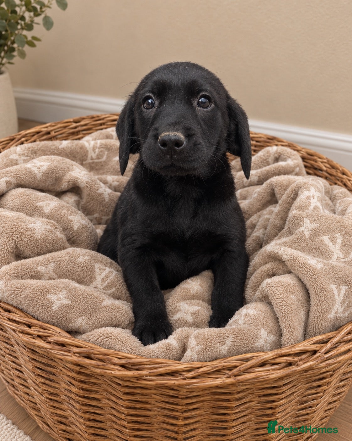 Labrador Retriever dogs Champion Labrador retriever puppies 4 MALES AVAIL - Advert 8