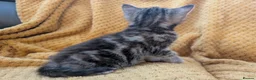 Mixed Breed cats for sale: Beautiful orange, grey and tabby kittens  - Advert 16