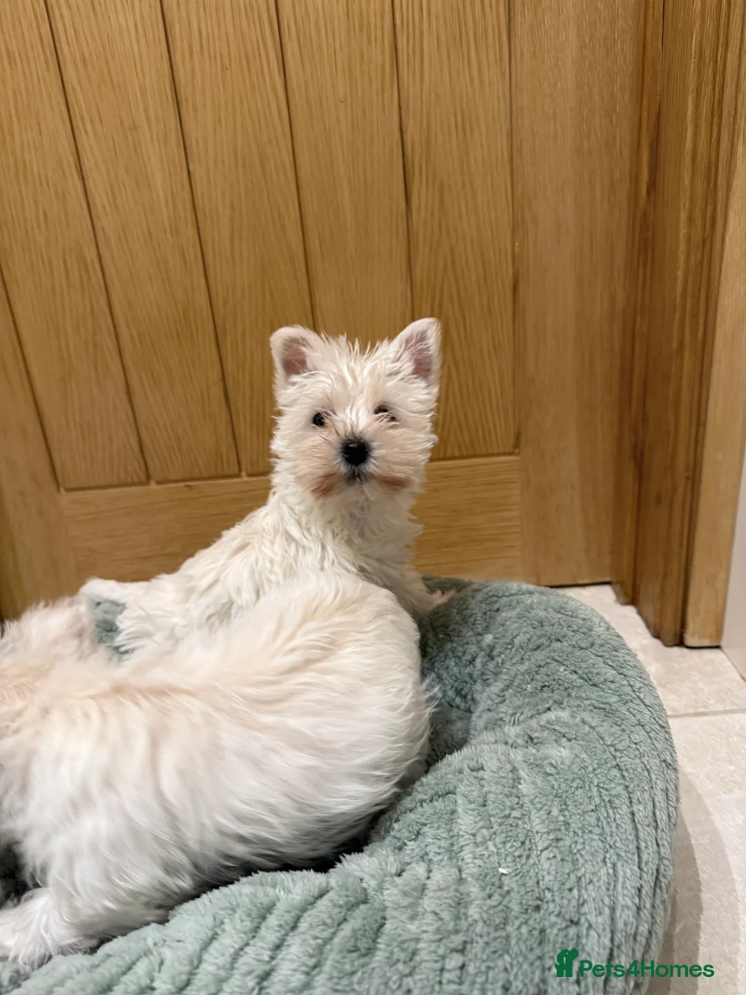 West Highland Terrier dogs for sale: Westies  - Advert 3