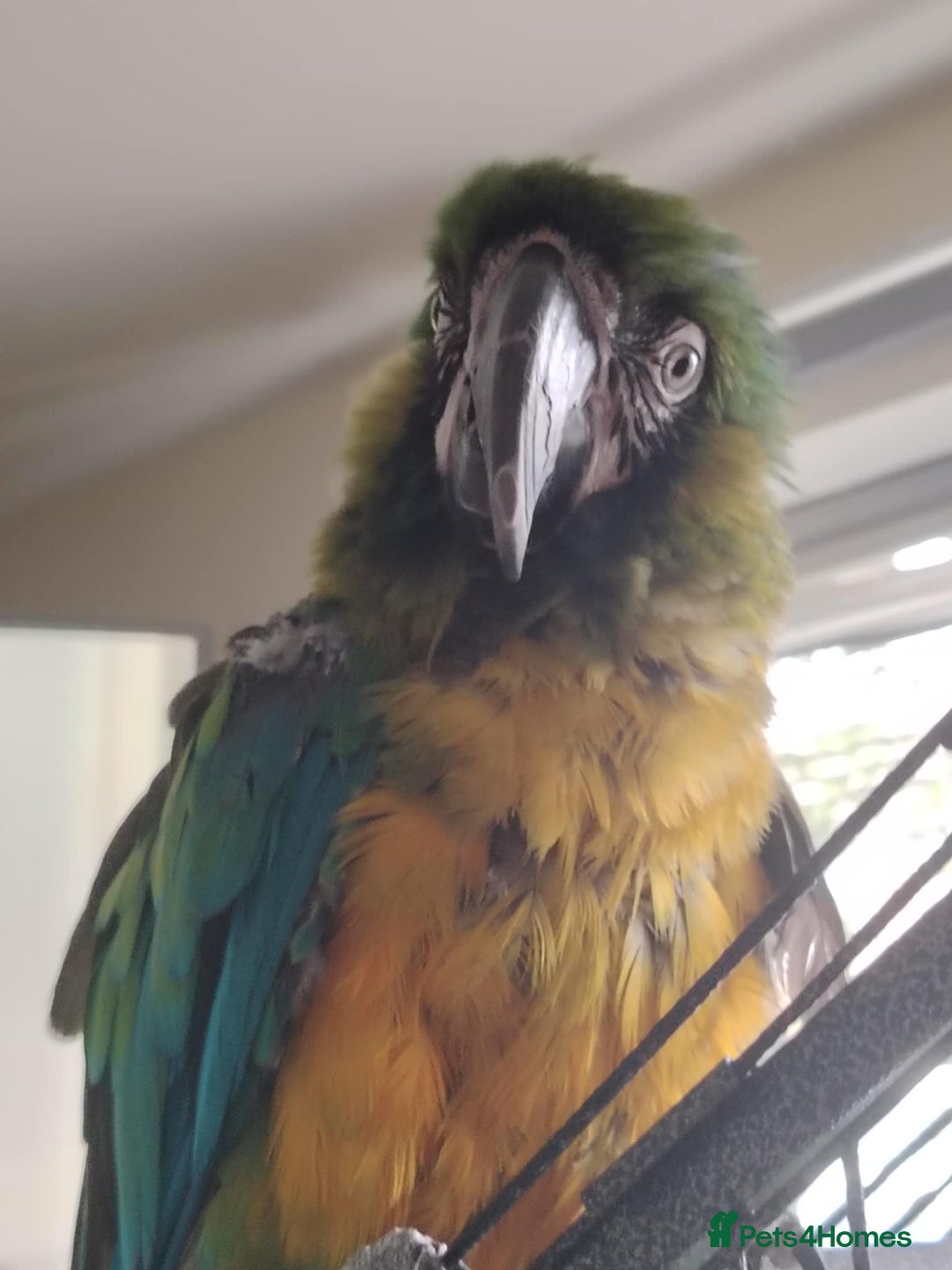 Macaws birds for sale: Hello my name is Charlie  - Image 2