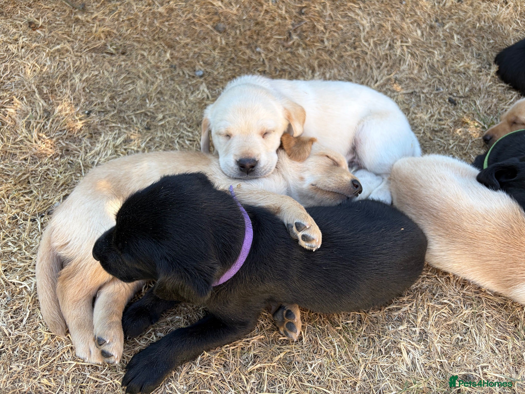 Labrador Retriever dogs KC Registered beautiful working lines - Advert 2