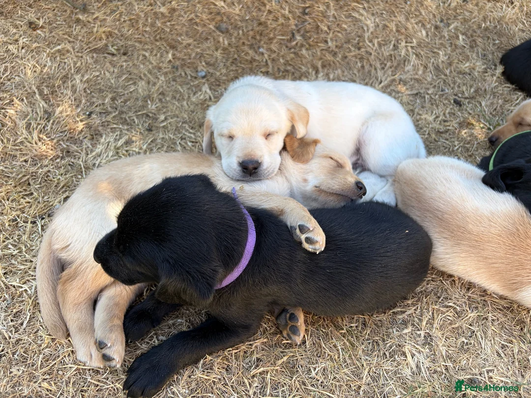 Labrador Retriever dogs for sale: KC Registered beautiful working lines in Chippenham - Advert 1
